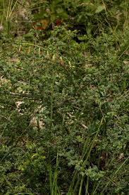 Image result for Dipcadi longifolium