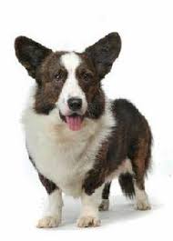 The site owner hides the web page description. å¡è¿ªæ ¹å¨çˆ¾æ–¯æŸ¯åŸºçŠ¬ å¨çˆ¾æ–¯æŸ¯åŸºçŠ¬å…±åˆ†å…©ç¨® å¡è¿ªæ ¹å¨çˆ¾æ–¯æŸ¯åŸºçŠ¬å'Œå½­å¸ƒç¾…å…‹å¨