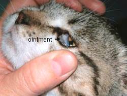 In any cat, you'll sometimes see pigmentation inside the mouth too and, for example, in a black and white cat you might see the pattern extend to the tip of the nose, lips and mouth. Examining And Medicating The Eyes Of Your Cat