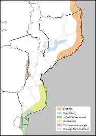 Image result for Triainolepis sancta