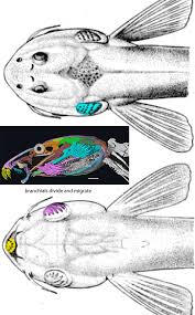 Image result for Vandellia