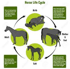 Horse Life Cycle Diagram With All Stages Including Birth Mother