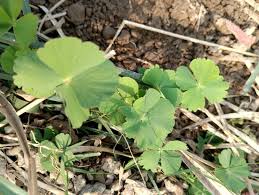 Image result for Marsilea minuta