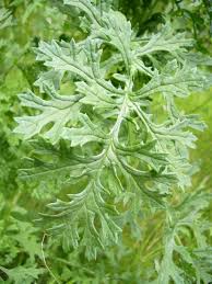 Image result for Senecio ruwenzoriensis