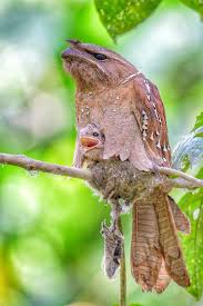 And we hope to find large, gould's. Birds Large Frogmouth Batrachostomus Auritus With Facebook