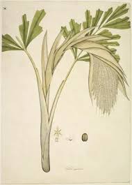 Image result for Caryota urens
