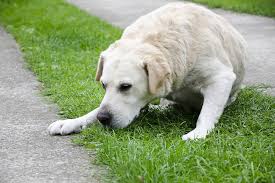 Determining why an old dog is throwing up. Why Is My Dog Throwing Up In The Morning