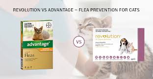 Revolution for cats is also used to prevent heartworm infection but cats should be tested by their veterinarian for heartworm prior to beginning treatment. Revolution Vs Advantage Compare Cat Flea Treatments
