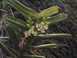 Image result for Microcoelia physophora