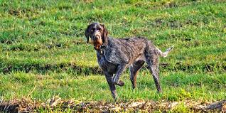 Les vendeurs disent que non. Les Ultrasons Et Le Chien Est Ce Dangereux Quelle Utilite