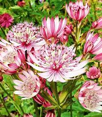 Astrantia Sparkling Stars Pink 1 Knolle Amazon De Garten Staudenbeet Schattenpflanzen Winterharte Stauden