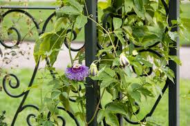 The white petal is a leaf bract that grows around the yellow flower. Popular Flowering And Vines And Climbers