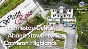A convenient place to stay for muslim. White Rose Dekat Dgn Abang Stawbery Taman Sedia Cameron Highlands Youtube