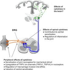 995/2010 al parlamentului european şi al consiliului din 20 octombrie 2010 de. Nociceptive Neurons Detect Cytokines In Arthritis Arthritis Research Therapy Full Text