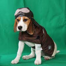 Img 2780 Dog Halloween Costumes Cute Dog Halloween Costumes Dog Halloween