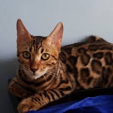 View thousands of cat and dog rescue groups in over 150 countries. All About Cats Home Facebook