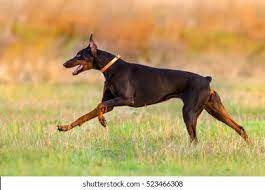 5 month old doberman pinscher thinks he can beat the pillow. Doberman Run Fast Autumn Field Stock Photo Edit Now 523466308