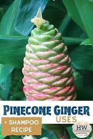 Pinecone Ginger Uses Shampoo Ginger Pine Cone Ginger Ginger Uses Ginger Plant Ginger Rhizome
