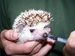 E Um Porco Espinho Um Ourico Nao E Um Hedgehog
