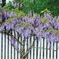 Spring Hill Nurseries 4 In Blue Moon Reblooming Wisteria Live Deciduous Plant Purple Flowering Perennial Vine 75948 The Home Depot Spring Hill Nursery Wisteria Plant Perennials