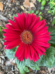 Image result for Gerbera jamesonii