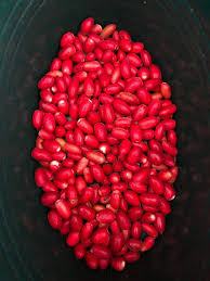 Image result for Synsepalum revolutum