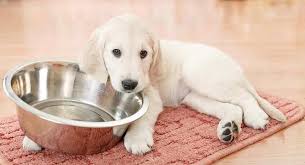 how much to feed a lab puppy as they grow lab feeding guide