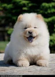 Lookit Guyz Cute Animals Cute Dogs Cute Baby Animals