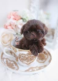 Adorable kc registered shih tzu puppies, boys and girls, raised in a family home around other dogs enter your email address to receive alerts when we have new listings available for imperial shih tzu. Imperial Shih Tzu Puppies For Sale By Teacups Puppies Boutique Teacup Puppies Boutique