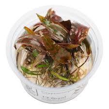 Image result for Nesaea rautanenii