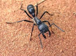 Now, triple it and you'd still be a long way from the sting of the bullet ant. Giant Predatory Ants Wired
