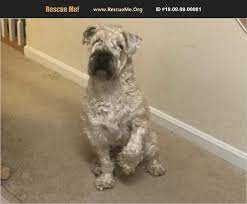 Adopt 18080800081 Soft Coated Wheaten Terrier Rescue Rockville Md Soft Coated Wheaten Terrier Wheaten Terrier Wheaten Terrier Rescue