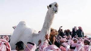 A wide range of international property to buy in saudi arabia with primelocation. One Of The Most Beautiful And Expensive Camels In The Gulf Passes Away Al Arabiya English
