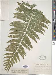 Image result for Christella hispidula