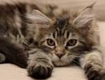 Top 10 Best Cat Breeds to Own for 2020 - The Cat Digest
