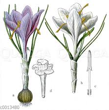 Fruhlings Krokus Quagga Illustrations Krokus Fruhling Zeichnen