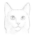 Kids i will also teach you to draw a cartoon horse. How To Draw A Horse Face