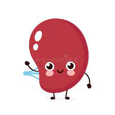 The spleen is an organ found in all vertebrates. Cute Healthy Happy Human Spleen Stock Vector Illustration Of Cartoon Internal 154095334