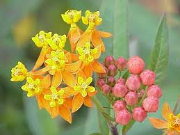 Image result for Asclepias grandirandii