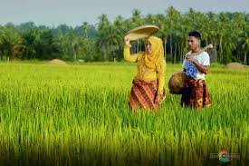 Berpose mesra di tengah sawah, mengenakan busana adat jawa bikin baper orang yang melihat. 25 Foto Prewedding Tema Sawah