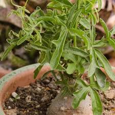 Image result for Kedrostis africana