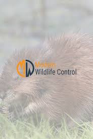 A muskrat eats aquatic vegetation like cattails, sedges, rushes, water lilies and pond weeds. Muskrat Removal Muskrat Control Muskrat Problem Indianapolis Indiana