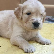 Golden retriever puppies make excellent family pets and we have a wide selection of puppies for you. Golden Retriever Puppies For Sale Uk Kennel Club