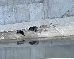 Image of Otter swimming in a river in Southeast Texas