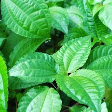 Kesal dengan rumput liar yang terus tumbuh di pekarangan? Percaya Atau Tidak Ini Merupakan 6 Pilihan Tumbuhan Liar Yang Bisa Lo Makan Di Alam Bebas