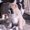 Алабай (среднеазиатская овчарка) — это одна из самых крупных собак на планете. 1