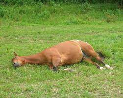 Horse Lying Down On Side Is There Anything Wrong