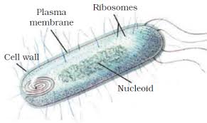 The diagram of sclerenchyma tissue given can be correctly identified because of the: Course Science Class 9 Topic Chapter 5 The Fundamental Unit Of Life 3