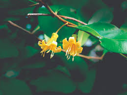 Image result for Maranthes goetzeniana