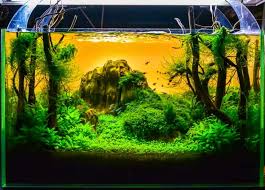 We did not find results for: Cool And Simple Aquascape Ideas For 5 10 20 Gallon Tanks
